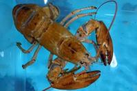 Karyawan Restoran Seafood Temukan Lobster Oranye Langka