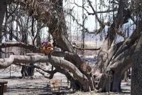 Ajaib, Pohon Beringin Berusia 150 Tahun Tetap Berdiri Kokoh usai Kebakaran Hutan Dahsyat di Maui