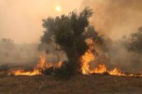 Gelombang Panas Picu Kebakaran Hutan yang Meluas di Yunani, Spanyol, dan Italia