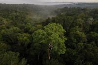 Perlindungan Buruk, Emisi Karbon Hutan Amazon Meroket di Bawah Bolsonaro