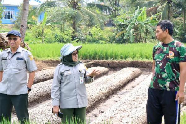 Kementan Siagakan Penyuluh di Pandeglang Hadapi El Nino