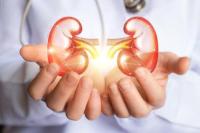 Ilustrasi Ginjal (Foto: natali_mis, stock.adobe)