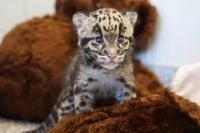 Kebun Binatang Nashville Umumkan Kelahiran Bayi Macan Dahan Tutul Baru