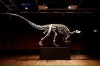 Kerangka Dinosaurus Periode Jurassic akan Dilelang di Paris Bulan Depan