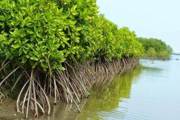 Rawat Kehidupan, Pelindo pun Menanam