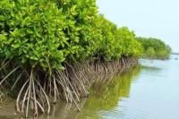 Rawat Kehidupan, Pelindo pun Menanam