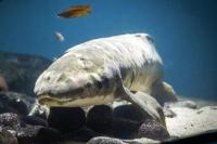 Australia Methuselah, Inilah Ikan Akuarium Tertua di Dunia