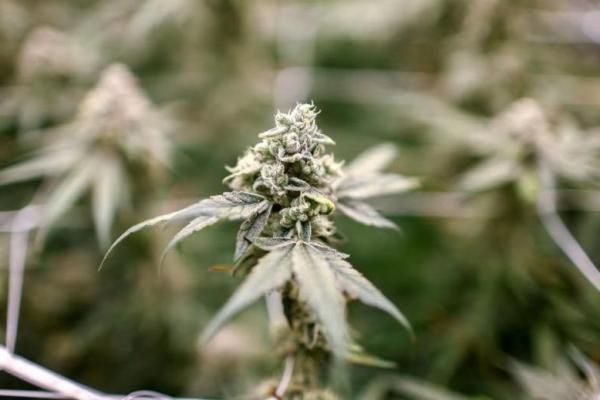 Parlemen Thailand Rancang Upaya Baru Perketat Penggunaan Ganja