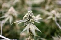 Parlemen Thailand Rancang Upaya Baru Perketat Penggunaan Ganja