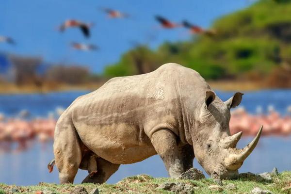 22 September Hari Badak Sedunia, Lestarikan Badak yang Terancam Punah akibat Perburuan Liar 