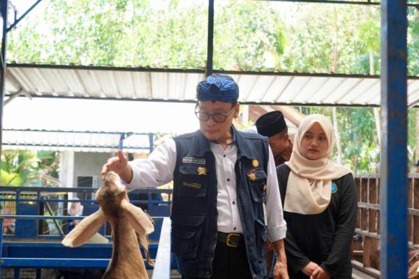 P4S Lurisae Purworejo Sukses Diversifikasi Produk dan Olahan Kambing