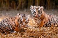 Kebun Binatang Toledo Umumkan Kelahiran Dua Bayi Kembar Perempuan Harimau Siberia