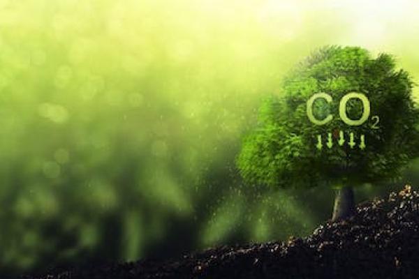 Proyek Percontohan Perdagangan Karbon Hasilkan Nilai Ekonomi Rp380 Juta