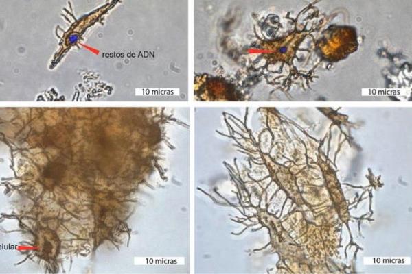 Sisa DNA Ditemukan pada Fosil Penyu Berumur Enam Juta Tahun