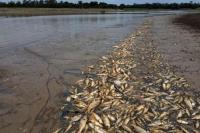 Peristiwa Langka: Amazon Kekeringan, Air Sungai Panas dan Mematikan Ikan