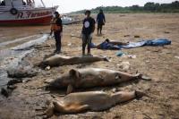Setelah Ribuan Ikan Mati, 120 Lumba-lumba di Amazon Juga Jadi Korban Kekeringan