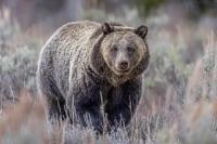 Dua Lansia Tewas akibat Serangan Beruang, Taman Nasional Banff Kanada Ditutup