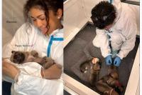 Kunjungi Pusat Penyelamatan Hewan, Tom Holland dan Zendaya Berbagi Pelukan untuk Anak Anjing