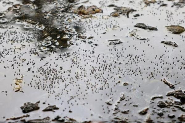 Arsip - nyamuk terlihat di genangan air di pinggir jalan selama infeksi demam berdarah di seluruh negeri  (Foto: Reuters) 