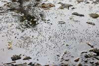 Jarang Disadari, Ternyata Lingkungan Ini Jadi Sarang Nyamuk DBD