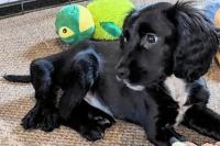 Anak Anjing yang Lahir Berkaki Enam Ditinggalkan Pemiliknya di Tempat Parkir