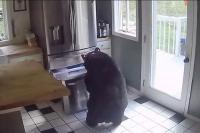 Beruang Masuk ke Rumah, Langsung Menuju Kulkas dan Mencuri Lasagna Beku