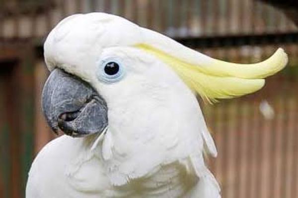 Lima Burung Paruh Bengkok yang Bisa Dipelihara di Rumah