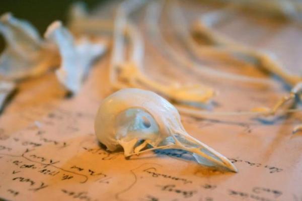 Ikuti Jejak Darwin, Ilmuwan Usulkan Hukum Alam Baru untuk Perluas Evolusi