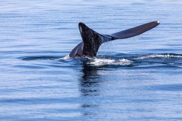 Lindungi Paus yang Terancam Punah, Kapal AS Wajib Lewati Zona Berjalan Lambat