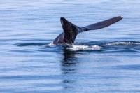 Lindungi Paus yang Terancam Punah, Kapal AS Wajib Lewati Zona Berjalan Lambat