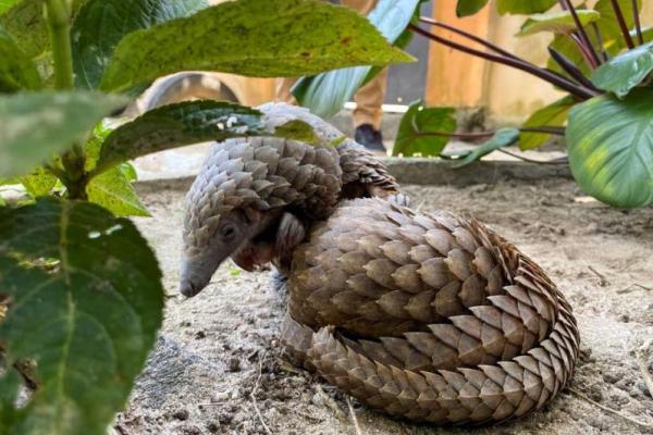 Kemenhut Gagalkan Perdagangan 80,5 Kg Sisik Trenggiling di Kalsel