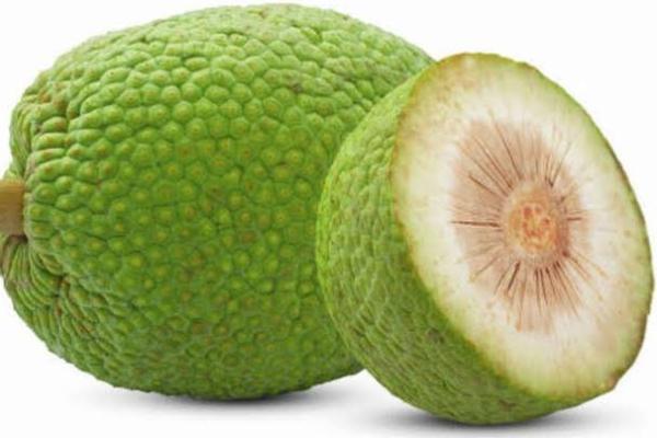 Tumbuh di Semua Pulau, Sukun Bisa Gantikan Beras