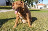 Bobi, Anjing Tertua Dunia Meninggal di Portugal pada Usia 31 Tahun