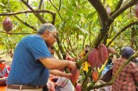 Program Kementan Sukses Tingkatkan Produksi Kakao di Luwu Utara