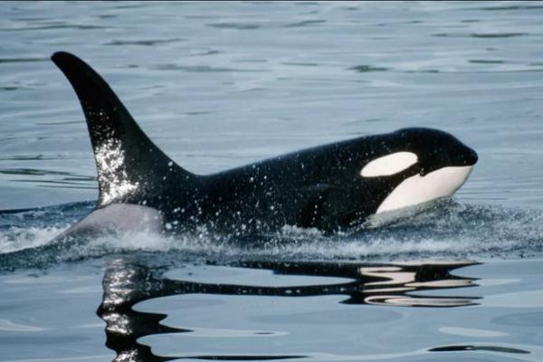 Paus Pembunuh Orca Tenggelamkan Kapal Pesiar di Selat Gibraltar