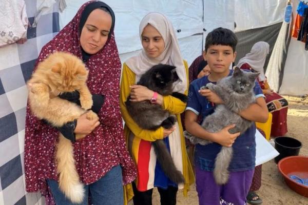Ikut Dievakuasi, Tiga Kucing Hadirkan Kegembiraan Anak-anak Pengungsi Gaza