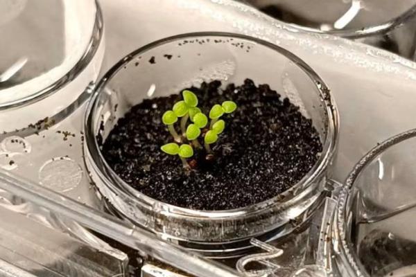 Mau Bertani di Bulan, Ilmuwan Temukan Bakteri untuk Suburkan Tanahnya
