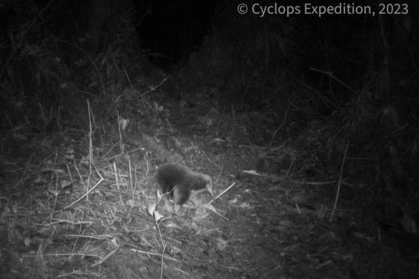 Ilmuwan Oxford Temukan Kembali Mamalia yang Dikira Punah 60 Tahun Lalu di Papua