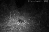 Ilmuwan Oxford Temukan Kembali Mamalia yang Dikira Punah 60 Tahun Lalu di Papua