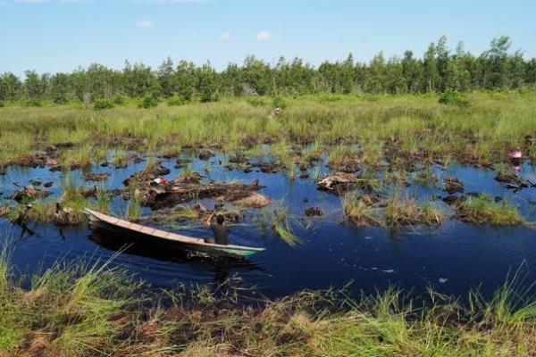 Kabar Buruk, 50 Persen Lahan Gambut Indonesia Rusak