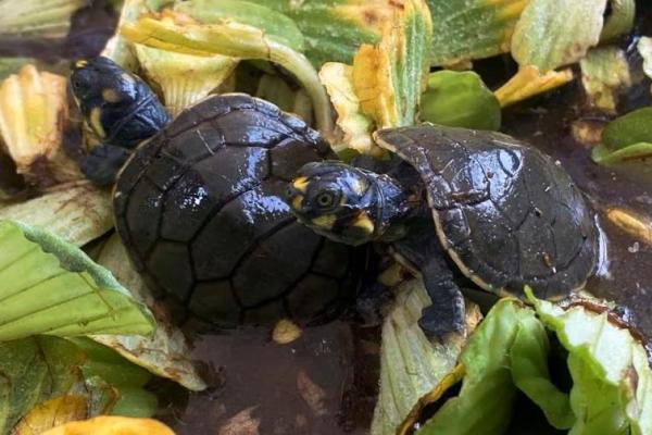 Gelombang Panas Ternyata Membantu Mempercepat Penetasan Penyu di Peru