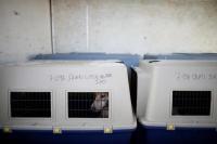Korea Selatan akan Menghapus Daging Anjing dari Menu Restoran