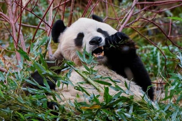 Akan Dikembalikan ke China setelah 12 Tahun, Inggris Ucapkan Perpisahan pada Panda Raksasa