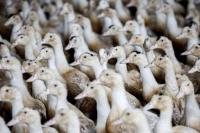 Prancis Berstatus `Waspada Tinggi` setelah Deteksi Kasus Baru Flu Burung
