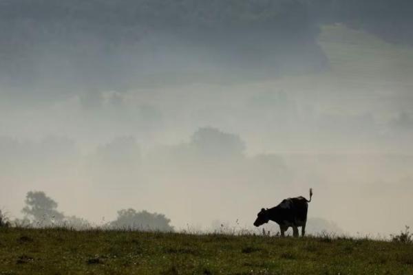 Prancis Sahkan UU untuk Lindungi Petani dari Keluhan Bising dan Bau