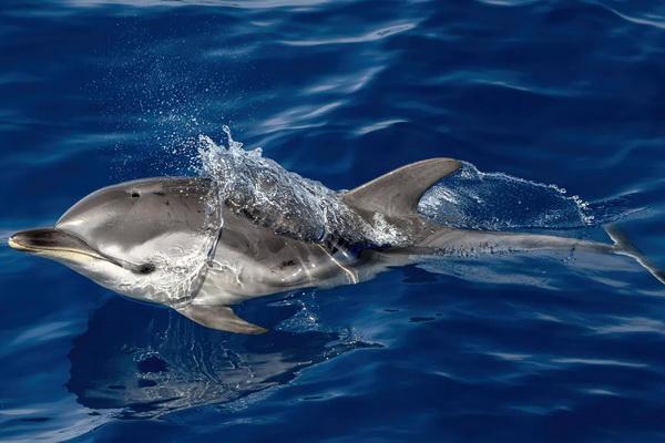 Langka, Penampakan Lumba-lumba dengan `Jempol` Terlihat di Lepas Pantai Yunani