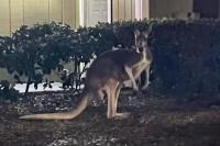 Lepas dari Pemiliknya, Kanguru Melompat-lompat di Sekitar Kompleks Apartemen Florida