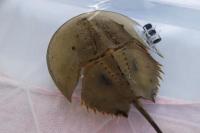 Ilmuwan Hong Kong Memulai Pelacakan Kepiting Tapal Kuda yang Terancam Punah