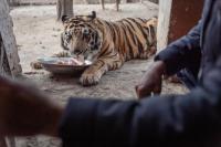 Kisah Baboo, Bayi Harimau Kritis yang Diselamatkan dan Kini Siap Terbang ke Afrika Selatan