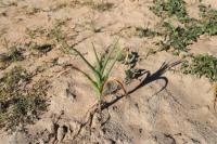 Tanaman Kering dan Layu akibat El Nino, Zimbabwe Alami Kelaparan